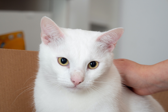 nomes para gato branco