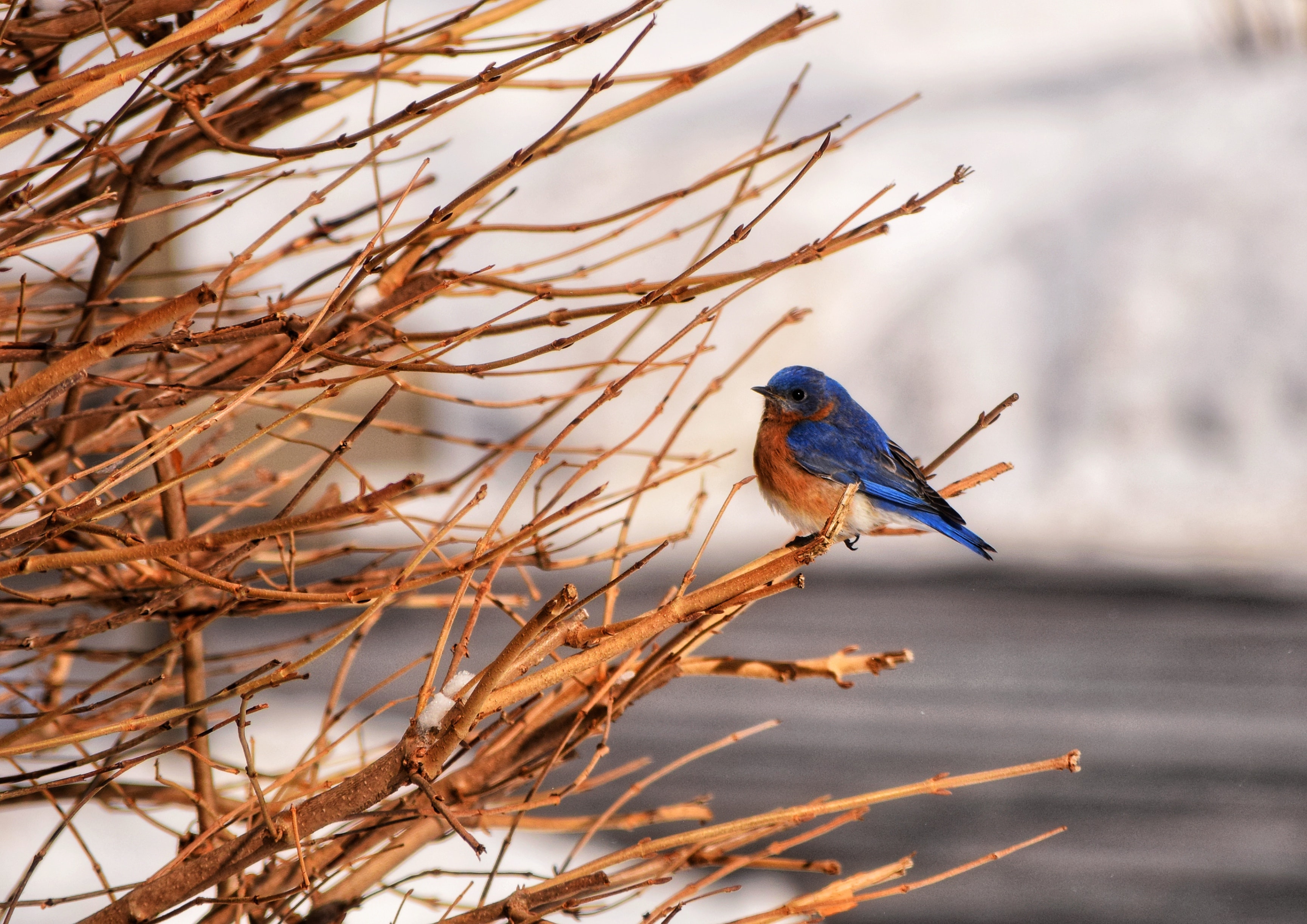 pássaro azul em cima da árvore