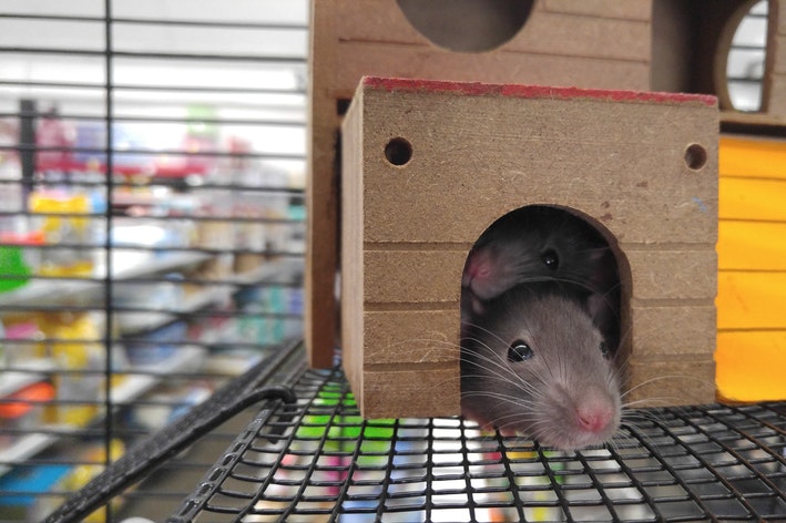 ratos domésticos dentro de uma gaiola