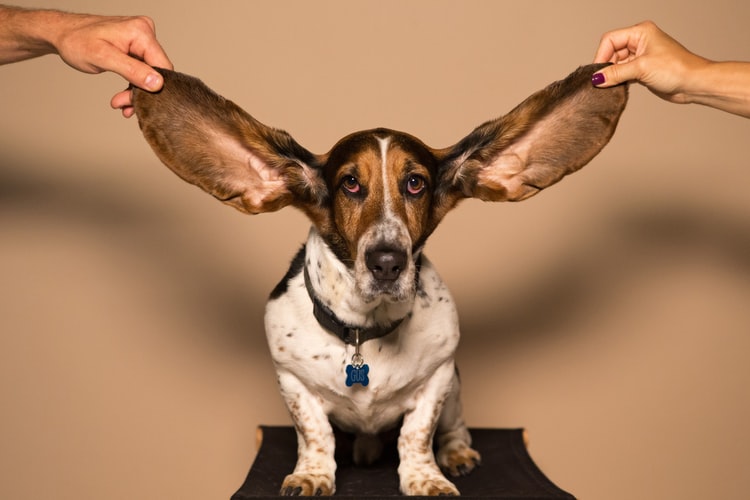 Qual o melhor remédio para dor de ouvido em cachorro