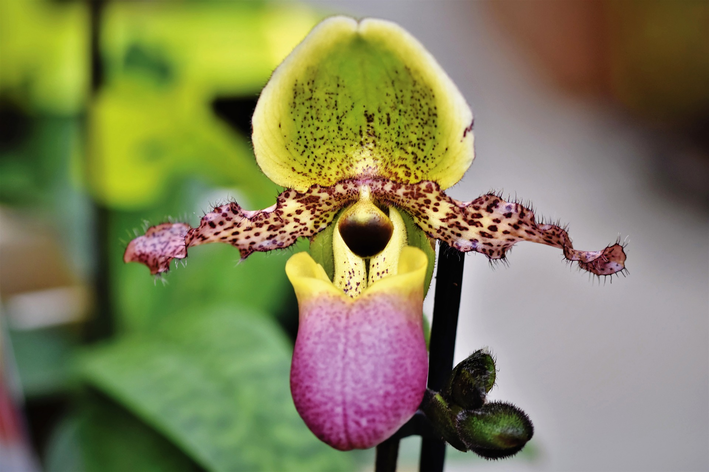Orquídea Paphiopedilum (orquídea sapatinho)