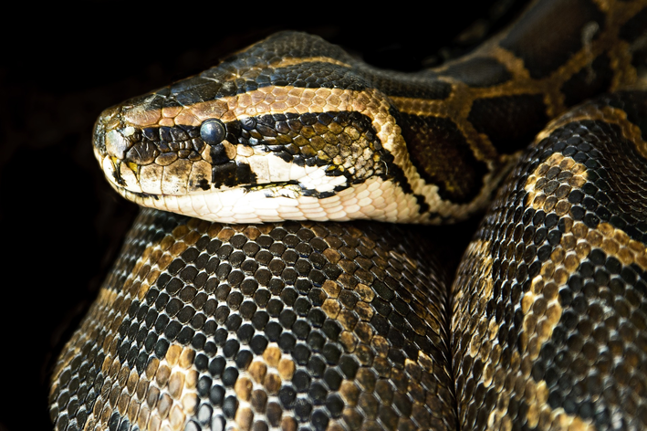 Sucuri: saiba tudo sobre a enorme serpente