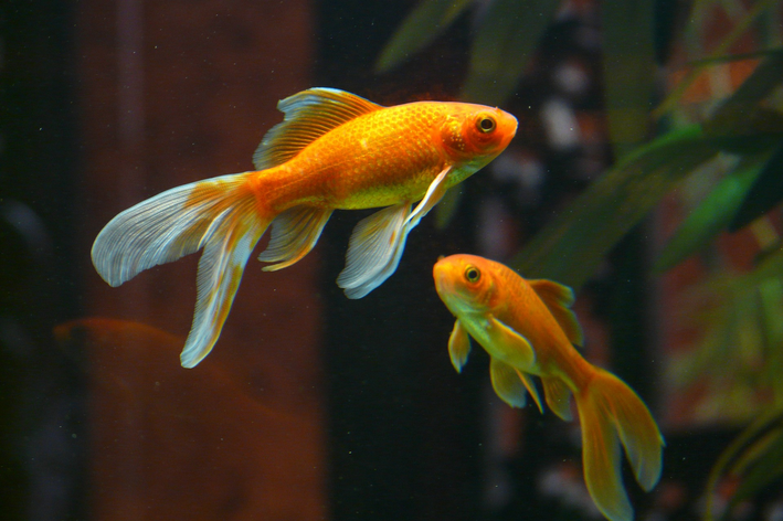 Quais os melhores peixes para um aquário decorado