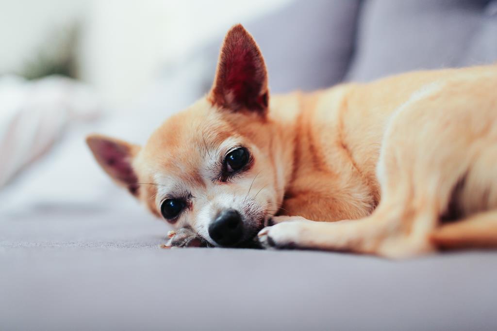 Aprenda a cuidar do Chihuahua pelo curto!