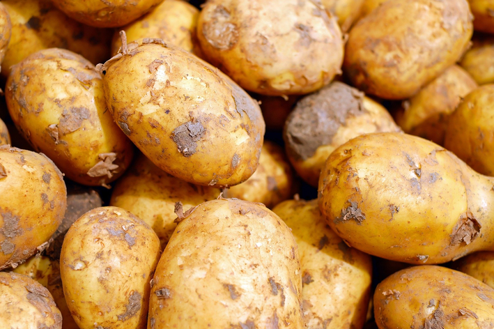 Aprenda como plantar batata de todos os tipos em casa