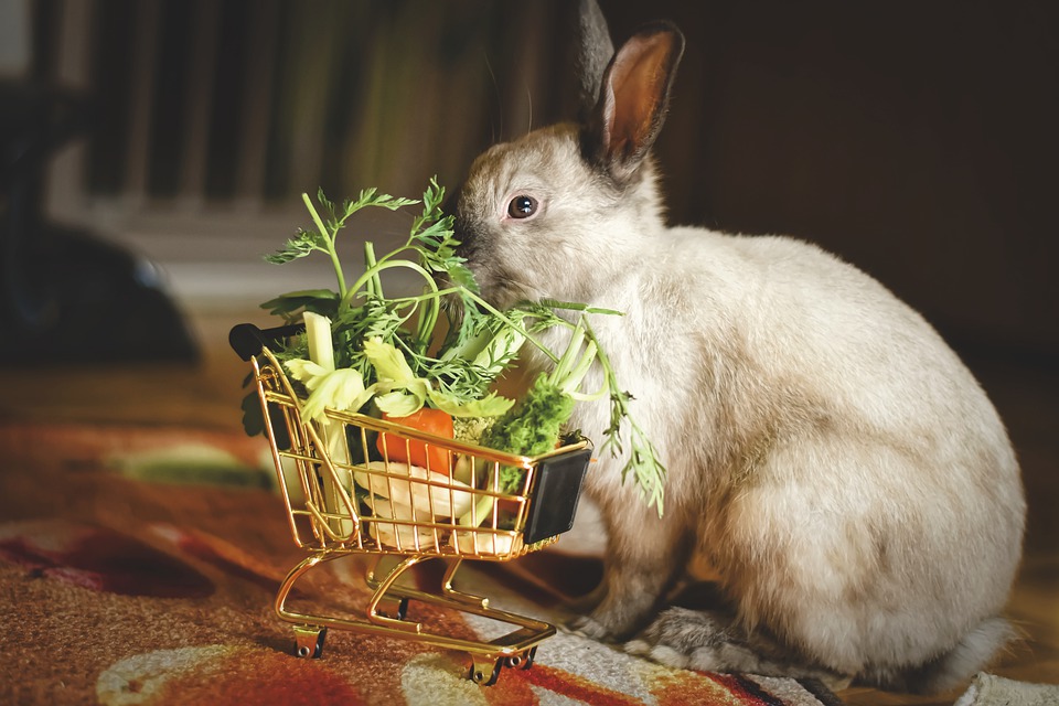 Saiba mais sobre a alimentação dos coelhos.