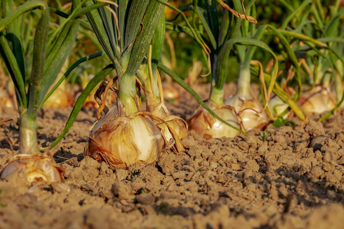 Como plantar cebola em etapas simples e rápidas