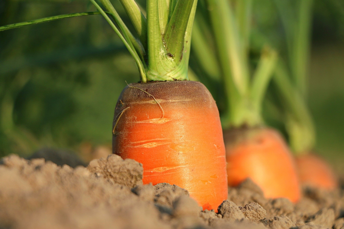 Como plantar cenoura: obtendo as sementes