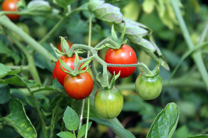 Como plantar tomate cereja: descubra e comece agora