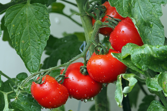 Como plantar tomate: dicas para começar já