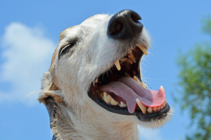 Cachorro com a boca aberta mostrando os dentes