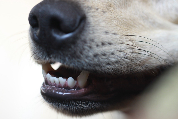 Cachorro com a boca entreaberta