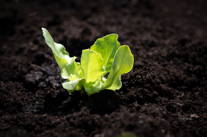 Como plantar alface com semente, talo ou raiz