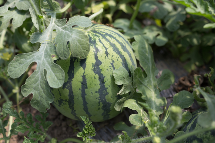 Descubra como plantar melancia no vaso ou no quintal