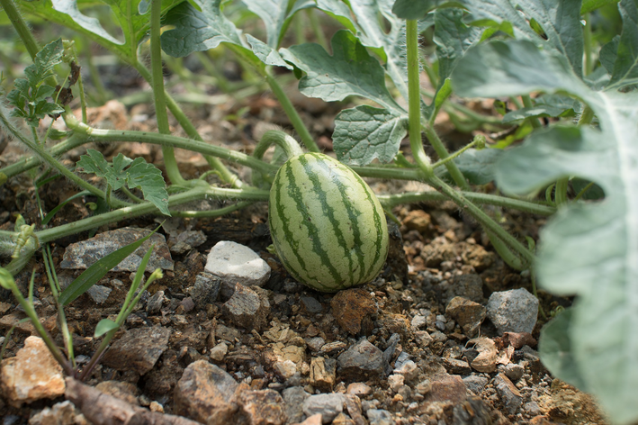 Como plantar melancia: o que você precisa saber