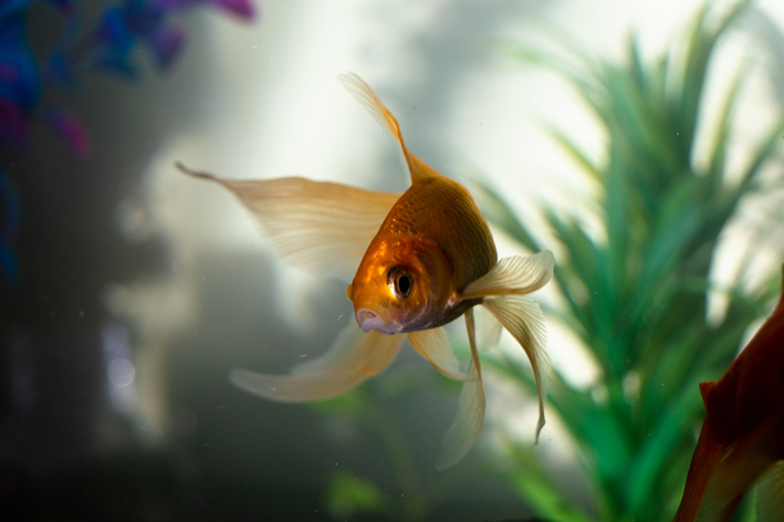 Dourado peixe: conheça algumas espécies