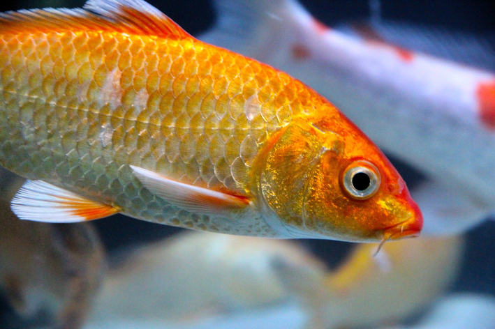 Dourado peixe: conheça algumas espécies