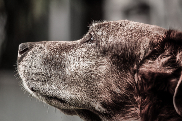 Epilepsia idiopática em cães: o que é e como cuidar