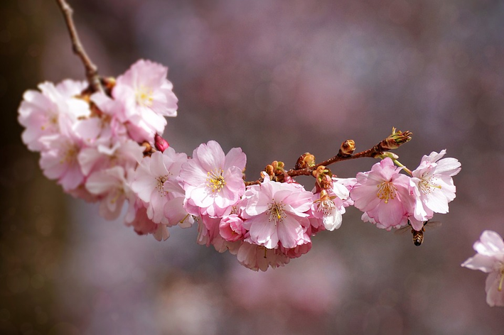 Flor de cerejeira: características e curiosidades