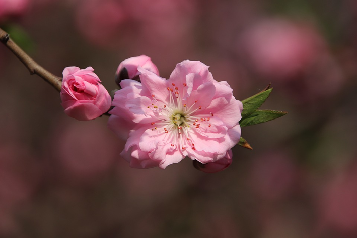Flor de cerejeira: características e curiosidades