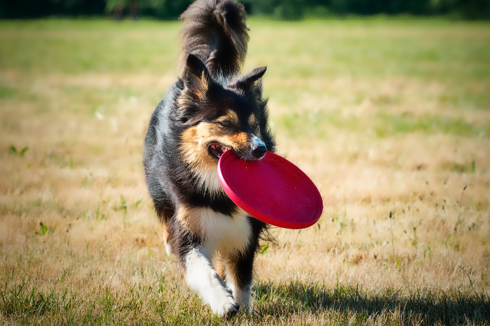 cachorro brincando correndo com frisbee na boca