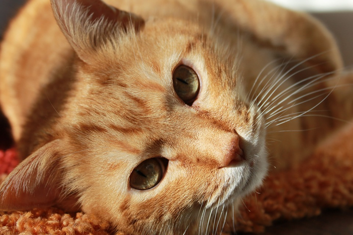 Micose em gatos: conheça os sintomas e tratamentos