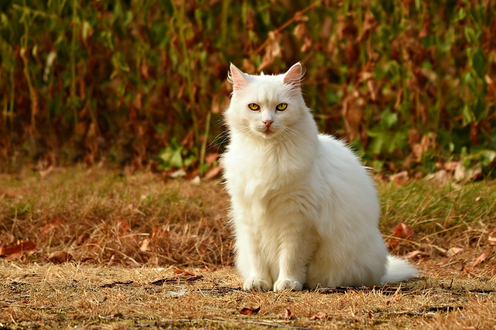 Micose em gatos: conheça os sintomas e tratamentos