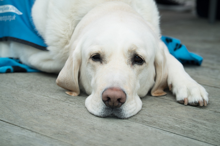 Papilomatose canina: entenda o que é e como tratar
