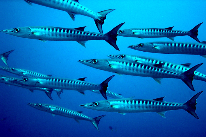 Peixe barracuda: saiba tudo sobre esse animal incrível