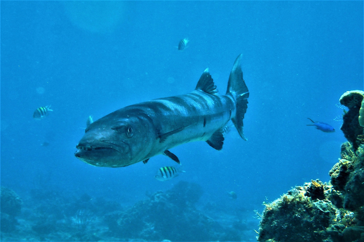 Características do peixe barracuda