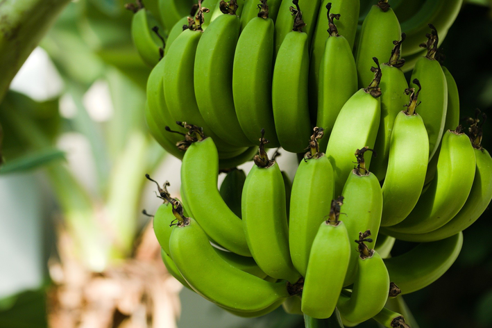 Como plantar banana: veja o passo a passo