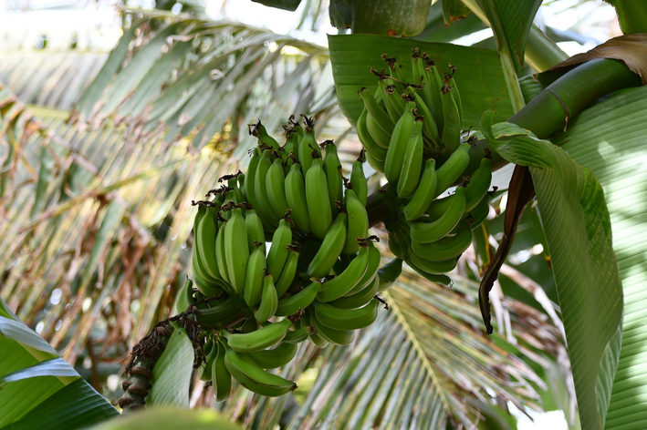 É possível plantar banana a partir da fruta?