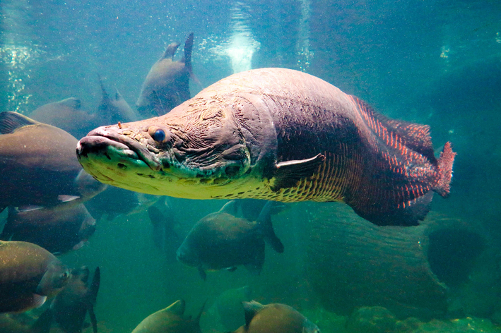Sabe qual o maior peixe de água doce? Descubra aqui!