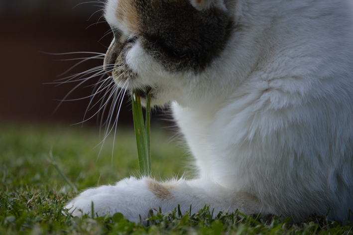 Como plantar milho de pipoca para gatos
