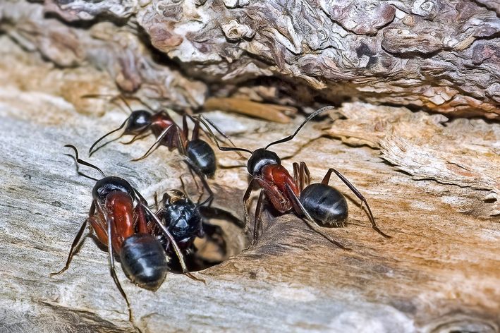 Tipos de formigas
