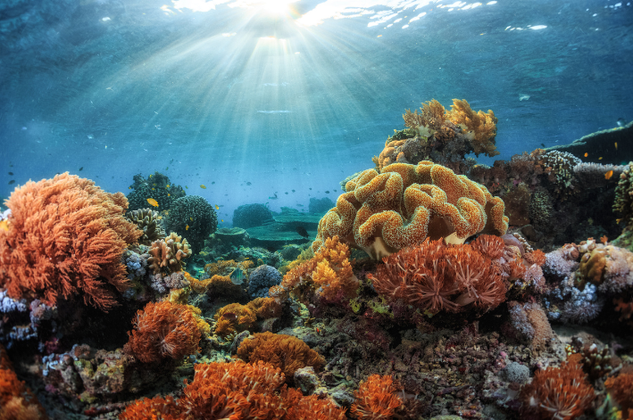corais são muito importantes para o ecossistema