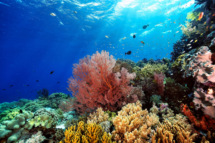 Adicionar coral no aquário significa manter um habitat saudável