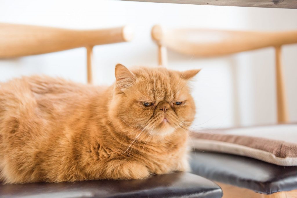Gato persa laranja deitado em cadeira