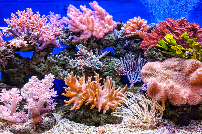 Recife de corais coletivos