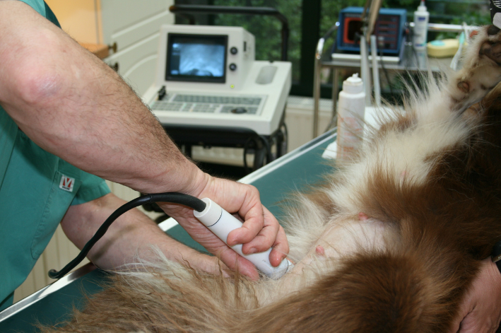 veterinário fazendo exame de câncer de mama em cadela