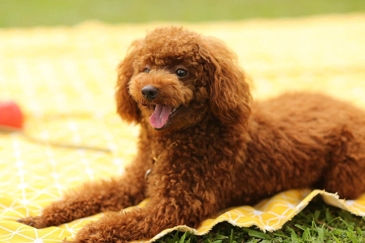 poodle deitado numa toalha amarela esperando bifinho para cachorro