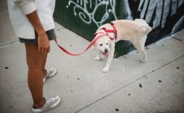 Como ensinar o cachorro a fazer as necessidades na rua