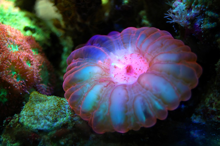 coral do mar