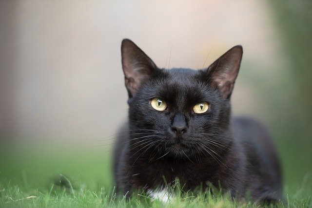 gato preto e outras cores de gatos