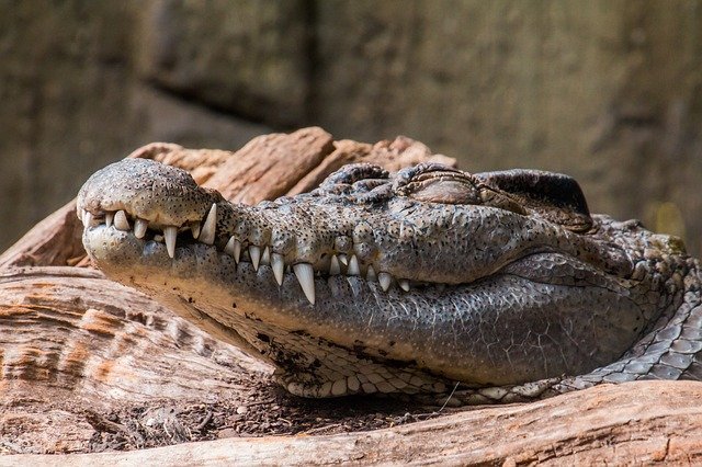 diferença entre jacaré e crocodilo