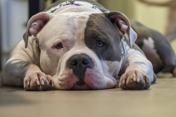 Curiosidades sobre pitbull: 3 fatos e muito mais