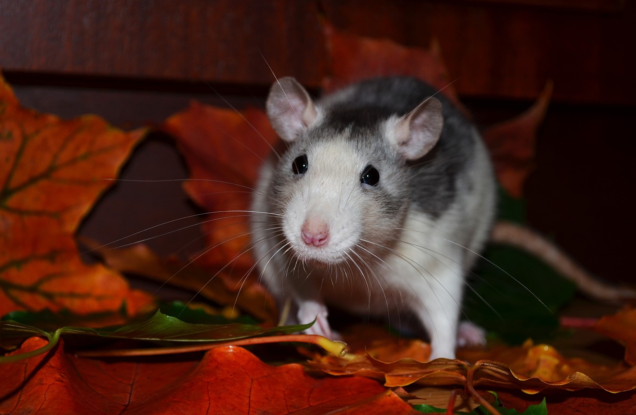 Rato caminhando sobre folhas secas