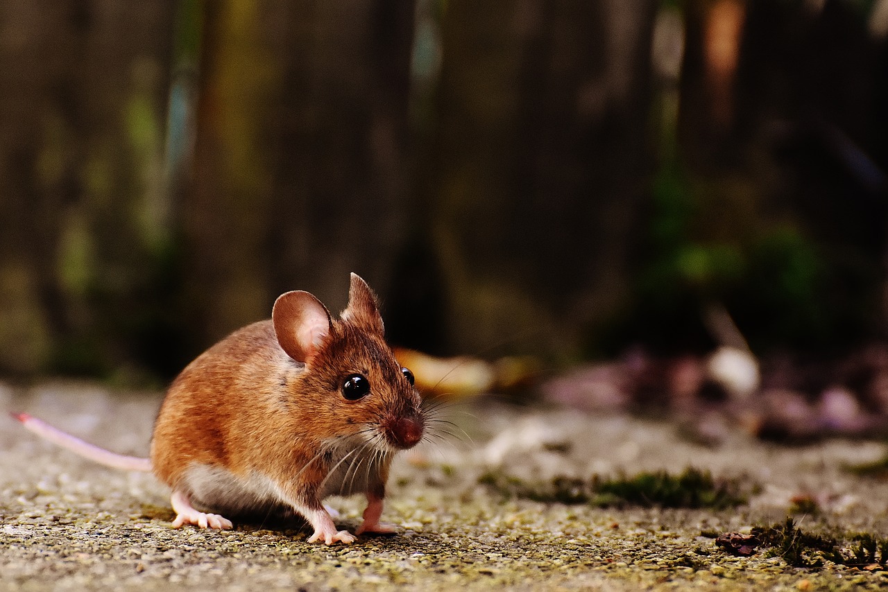 Qual é a diferença entre rato e camundongo?