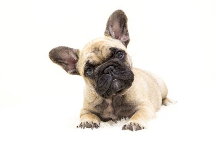 Escolha entre os melhores nomes para bulldog francês