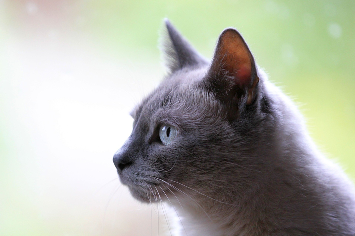 Esporotricose em gatos: sintomas e tratamento!